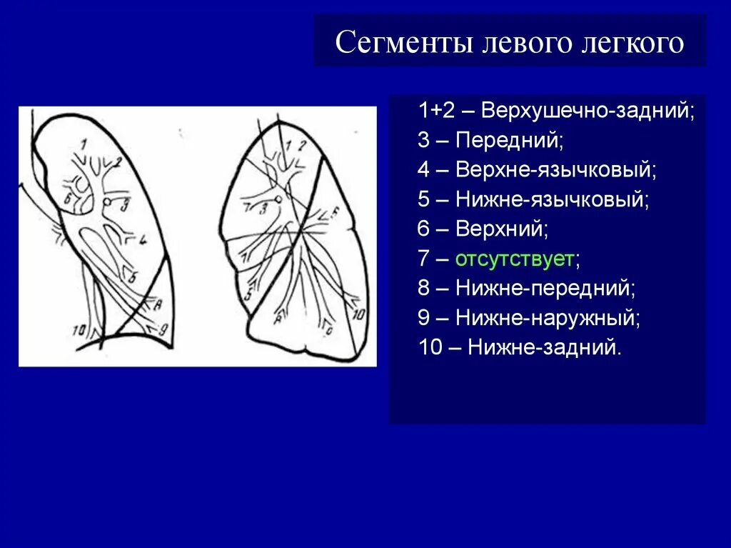 S10 левого легкого. Сегмент s7 правого легкого. Сегменты нижней доли правого легкого. Сегмент s3 левого легкого. Сегменты s1 s2 легких.