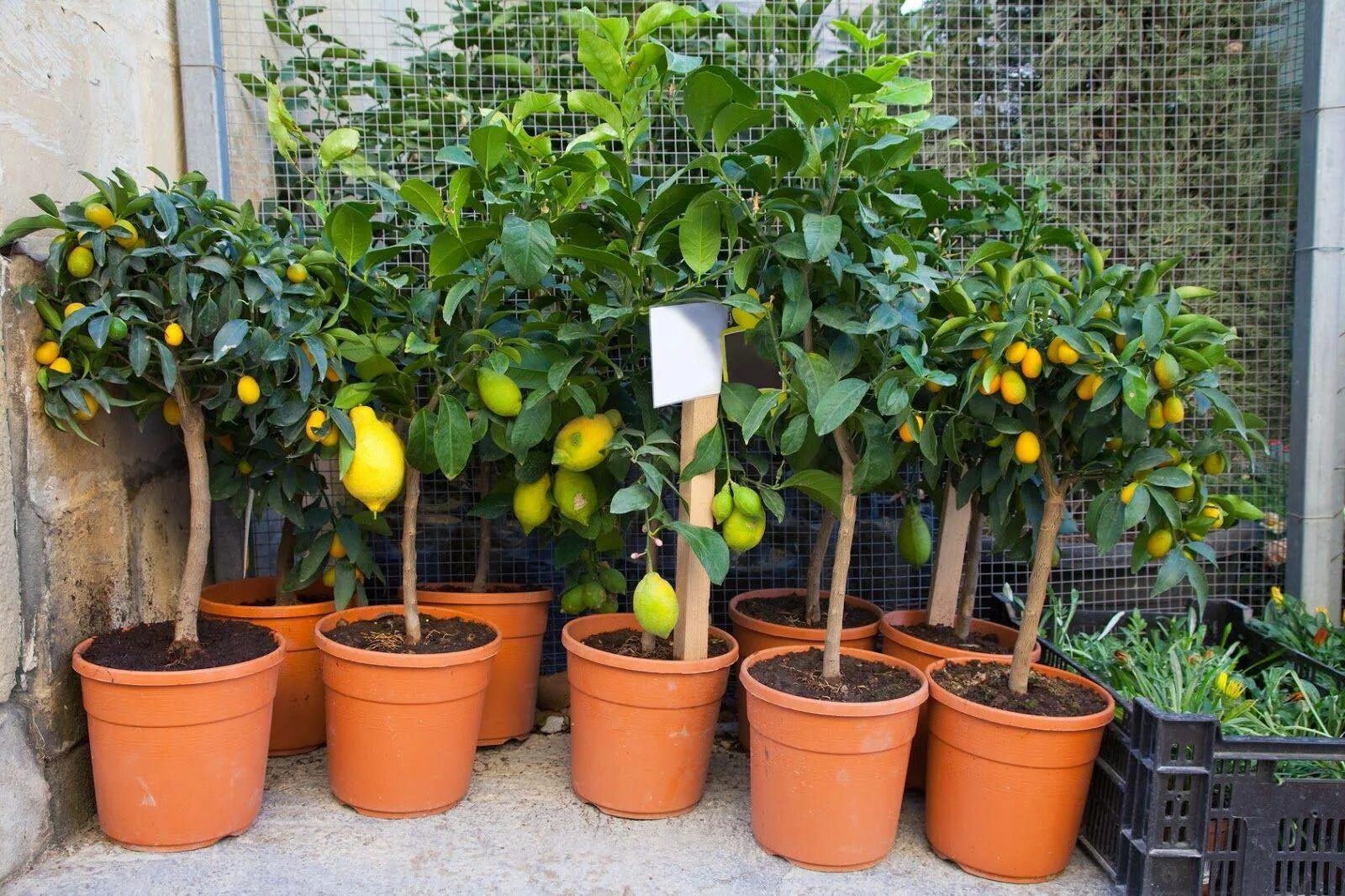 Цитрус (комнатное растение) лимон Мейера. Цитрус лимон дерево. Цитрус (комнатное растение) лимон Лунарио. Цитрус (Citrus) – лимон дерево. Комнатный лимон мандарин