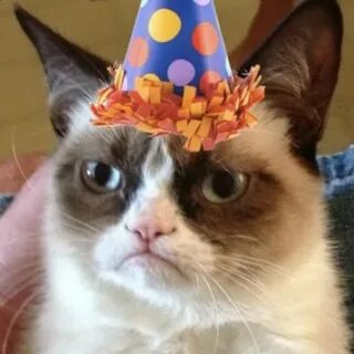 Мемы с котами с днем рождения