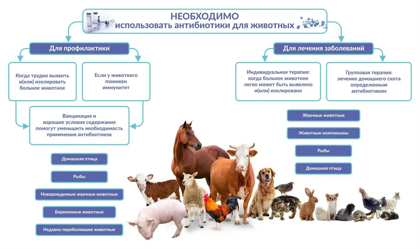 Таблица антибиотиков Ветеринария. Антибиотики в ветеринарии. Ветеринария в животноводстве. Антибиотики в животноводстве.