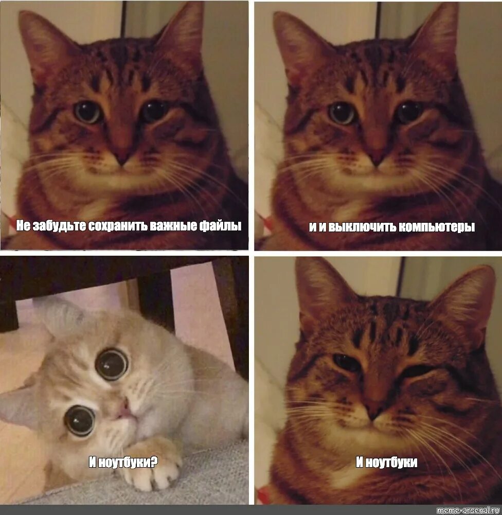Коты из мемов видео. Довольный котик мем. коты мемы политические.