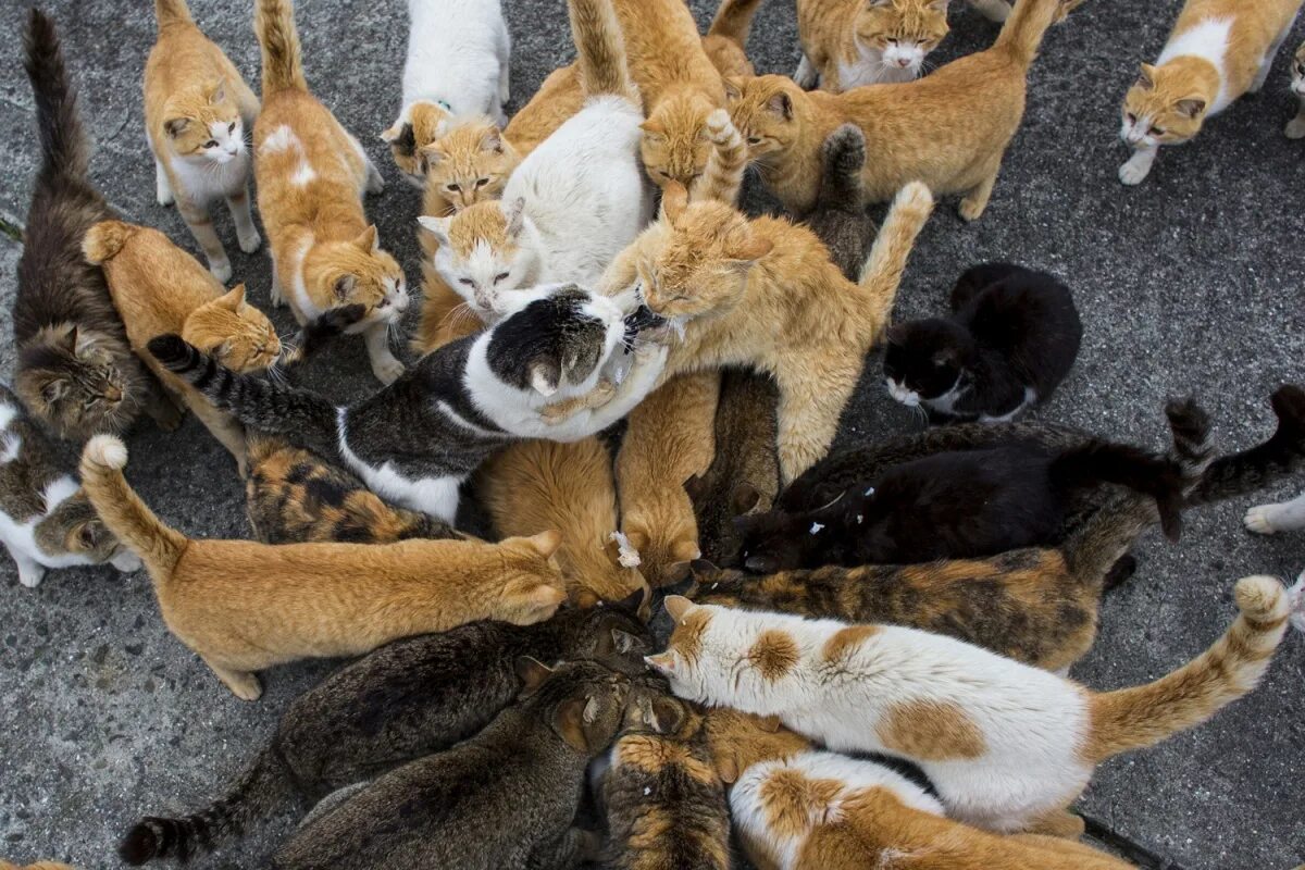 Коты вокруг