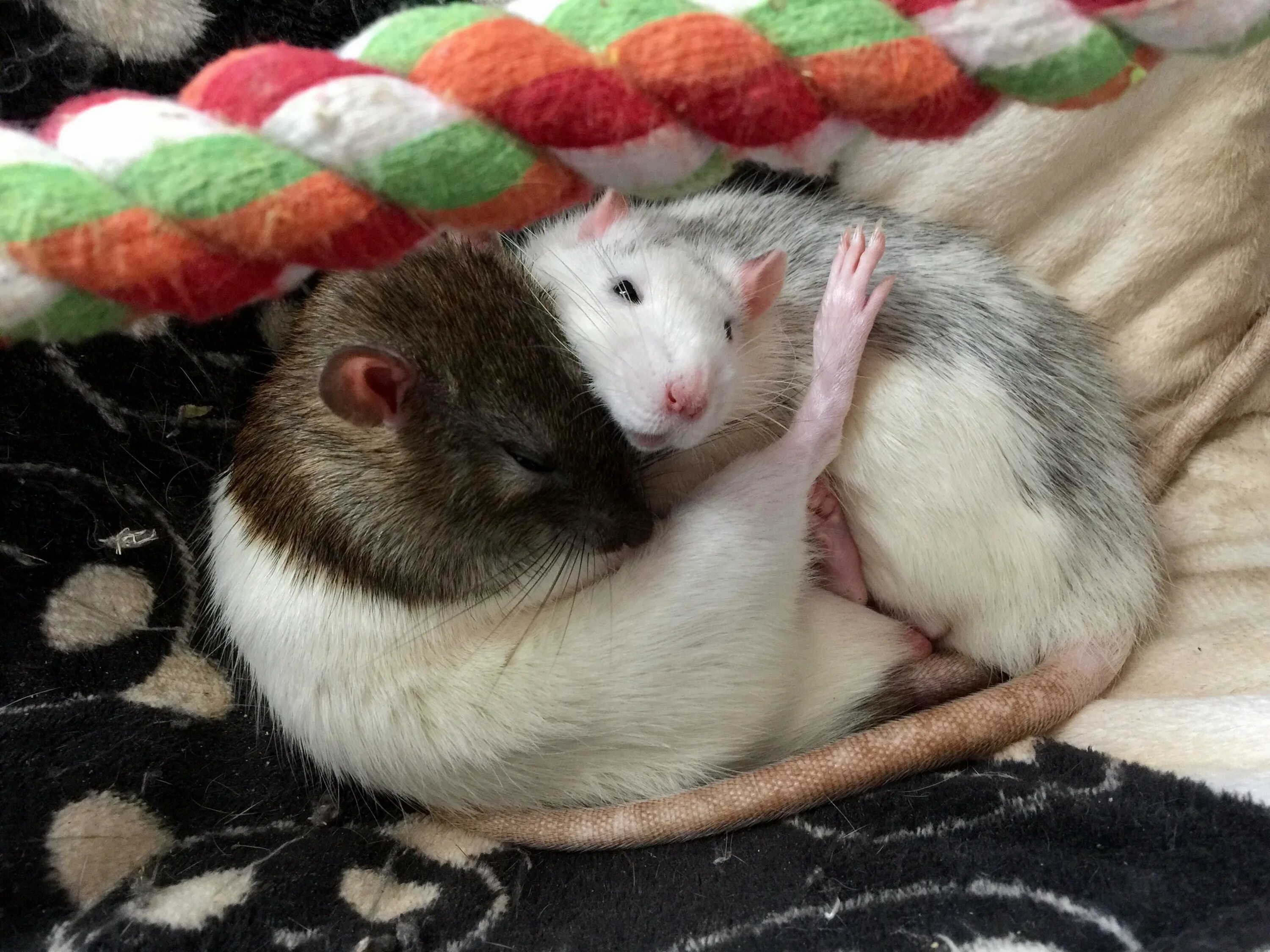 Крысы пара. Крысы пара. Спящие крысы. Крысы любовь. Крыса обнимает.