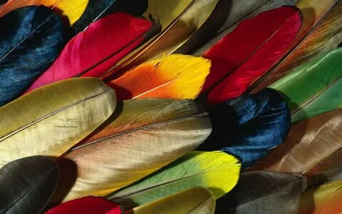Colourful feathers