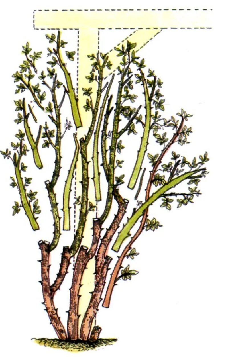 Как обрезать плетистую розу весной правильно. Обрезка плетистой розы весной. Формировка плетистой розы. Обрезка плетистых роз весной.