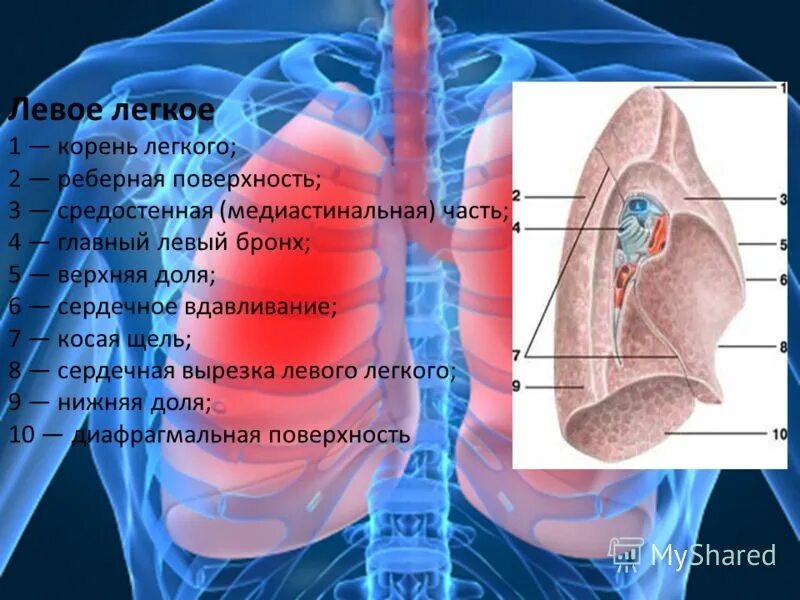 Ворота легкого образования