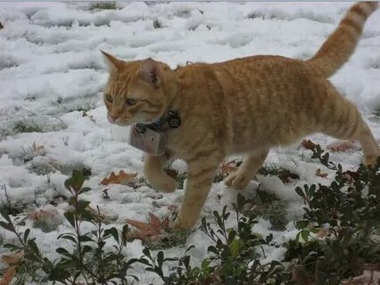 Мяуканье кота для кошки в брачный период