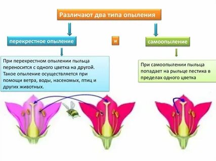Разные виды опыления