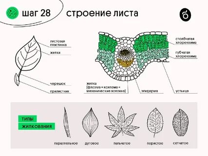 Функции жилки листа 6 класс