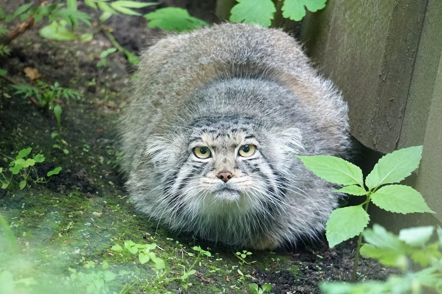 Манул кошкообразные. Камышовый кот манул. манул ур. камышовый кот манул фото. 1 манул 2 манула.