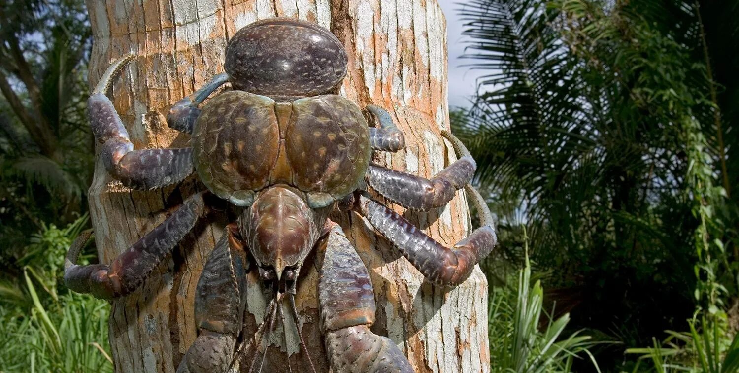 Страшный краб. Кокосовый краб паук. Австралийский паук краб древесный.