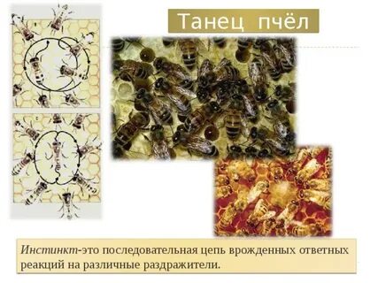 Поведение пчел