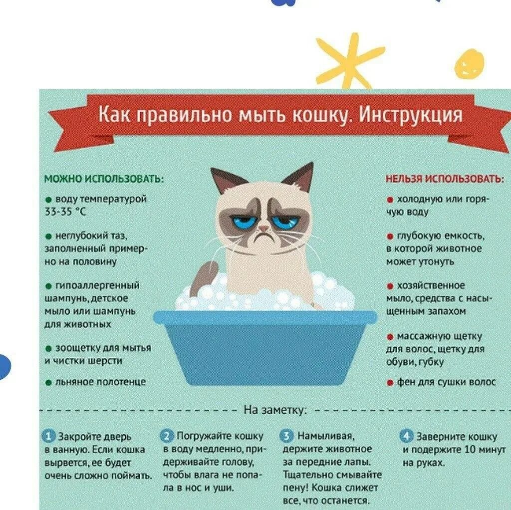 Сколько надо мыть кошку. Как правильно мыть кошку. как правильно помыть кошку. как помыть кота инфографика. как правильно мыть кошку инфографика.