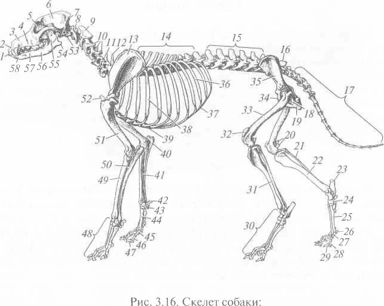 Скелет млекопитающих 8 класс биология. Осевой скелет собаки. скелет собаки анатомия. скелет собаки подписанный. строение скле а собаки.