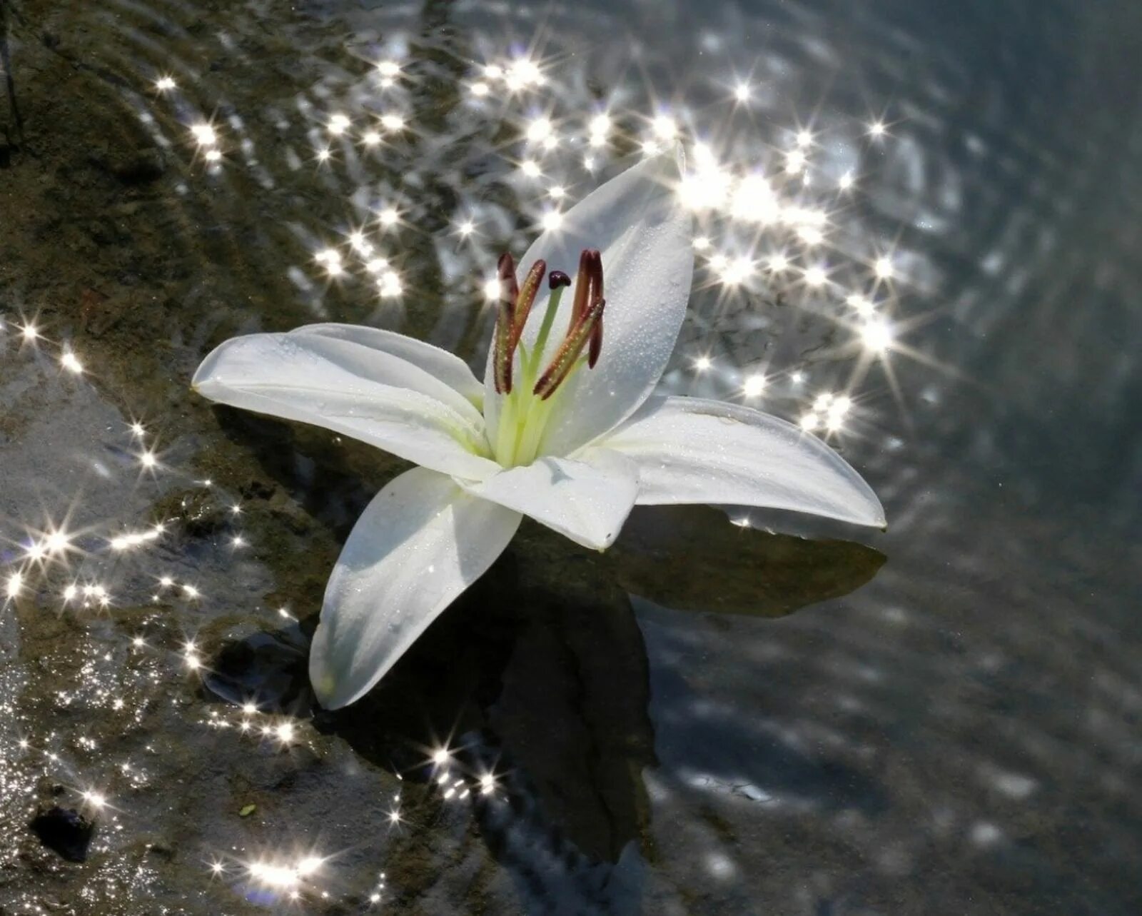 Лилия белая Болотная. Лилия Болотная цветок. Лилии" (Water Lilies). Кувшинка Болотная. Вода цветы красиво