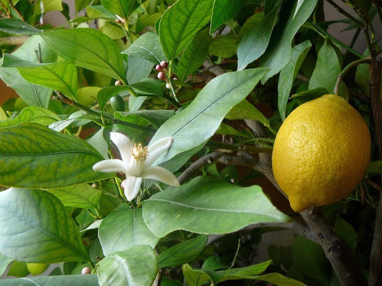 Цитрус лимон Мейера. Цитрус (комнатное растение) лимон Вариегата. Цитрус лимон Мейера комнатный. Лимон Мейера цветение. Почему не цветет лимон