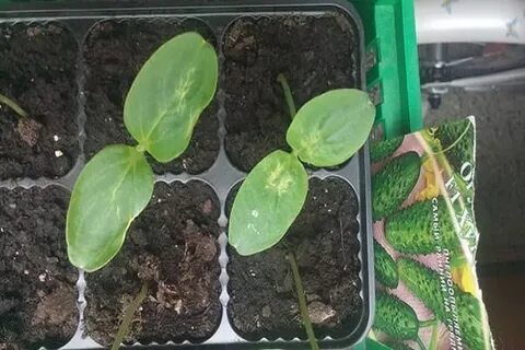 Почему желтеют семядольные листья