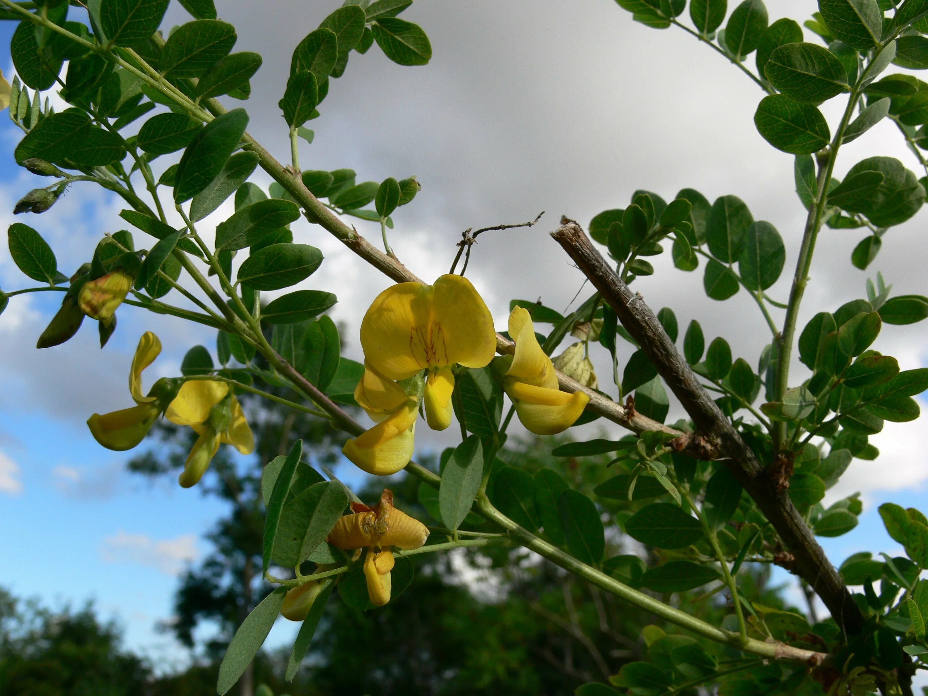Робиния брэнсон. Акация карагана. Карага́на древови́дная( caragana arborescens. Карагана древовидная ботаническая иллюстрация. Семейство бобовые акация.