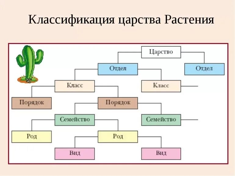 Систематика царства растений схема. Классификация царства растений 5 класс биология. Царство растений классификация схема. Схема классификации растений таксоны. Систематика организмов биология