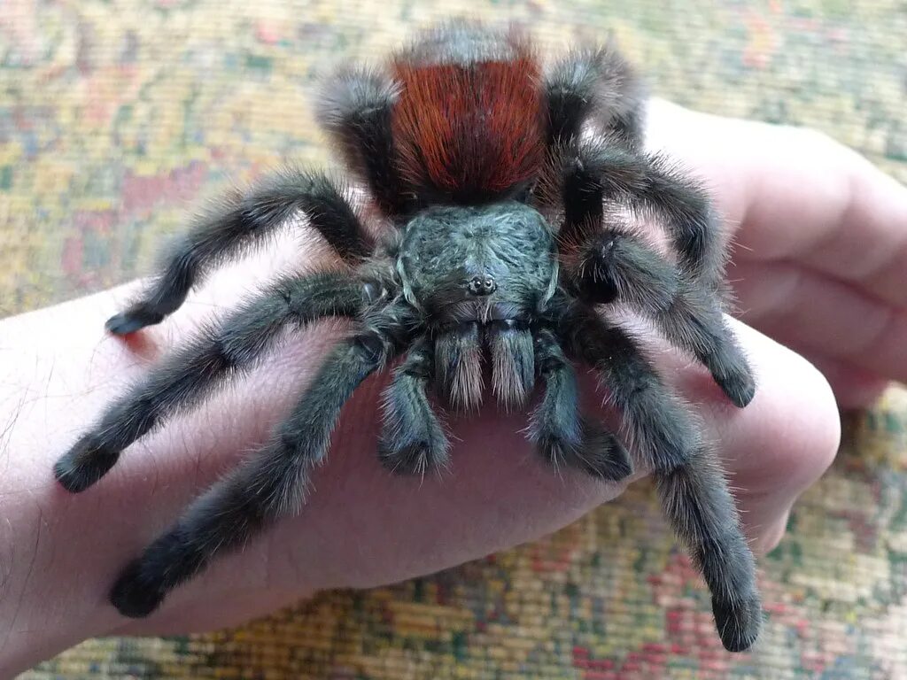#Пауки_птицееды, #Acanthoscurria, #Acanthoscurria_musculosa 2023 Пауки птицееды,