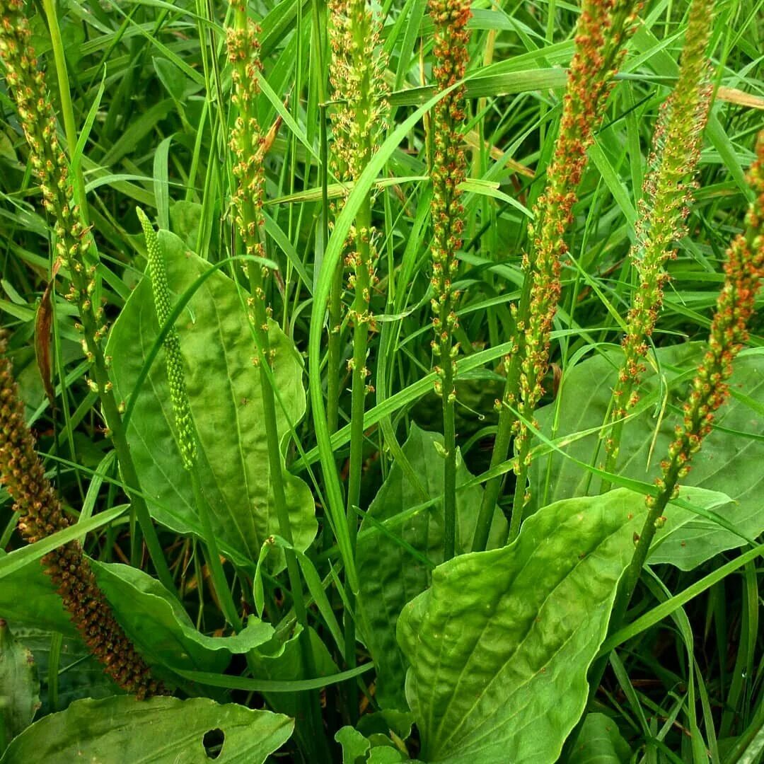 Подорожник полевой. Подорожник блошный. Подорожник ползучий (Elytrigia repens). Подорожник лист. Отдел подорожника