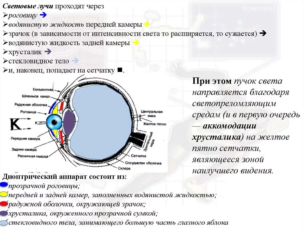 Роговица это аппарат глаза. Диоптрический аппарат. Диоптрический аппарат глаза. Передняя и задняя камера хрусталика. Место в сетчатке напротив зрачка