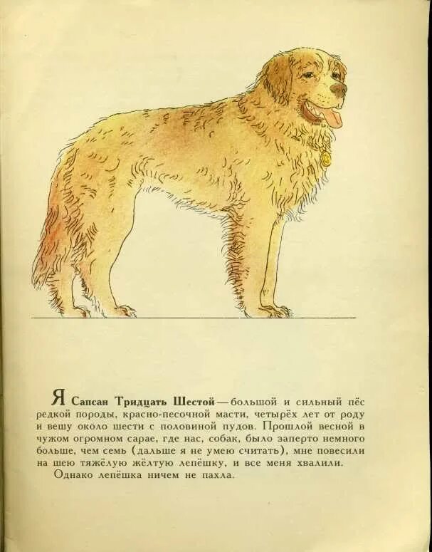С какой собакой по мнению