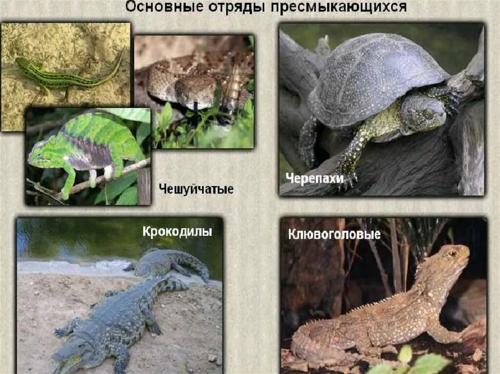 Череп чешуйчатых