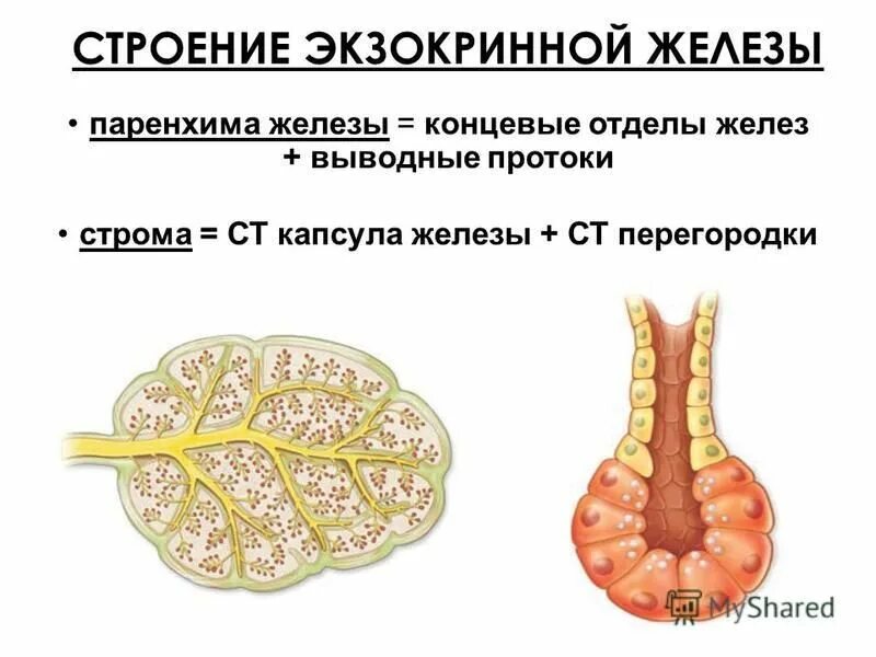 Экзокринные железы классификация апокриновые. Экзокринные железы отделы. Экзокринные железы отделы. Многоклеточные экзокринные железы. Одноклеточные экзокринные железы.