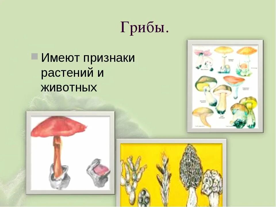 Признаки живых организмов грибы. Грибы признаки животных. Грибы имеют черты растений. Разнообразие живых организмов 5 грибы. Разнообразие живых организмов 5 класс.