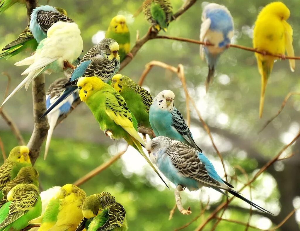 Волнистый попугай. Волнистые попугаи в дикой природе. Волнистые попугайчики коллаж. Волнистые попугайчики в лесу.