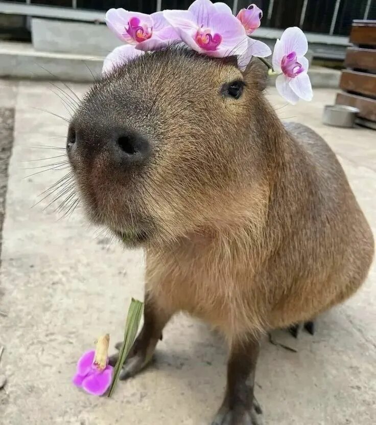 ハ-ベ ス ト の 丘 - ハ-ベ ス ト の 丘 added a new photo. Capybara, Capybara pet, Animals