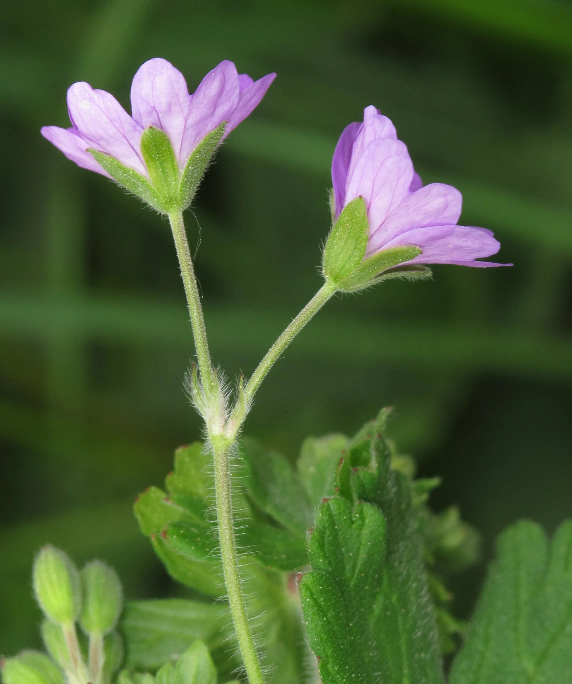 Https commons wikimedia org wiki. Geranium pyrenaicum. Geraniaceae растения. Geraniaceae семейство растения. Geraniaceae презентация.