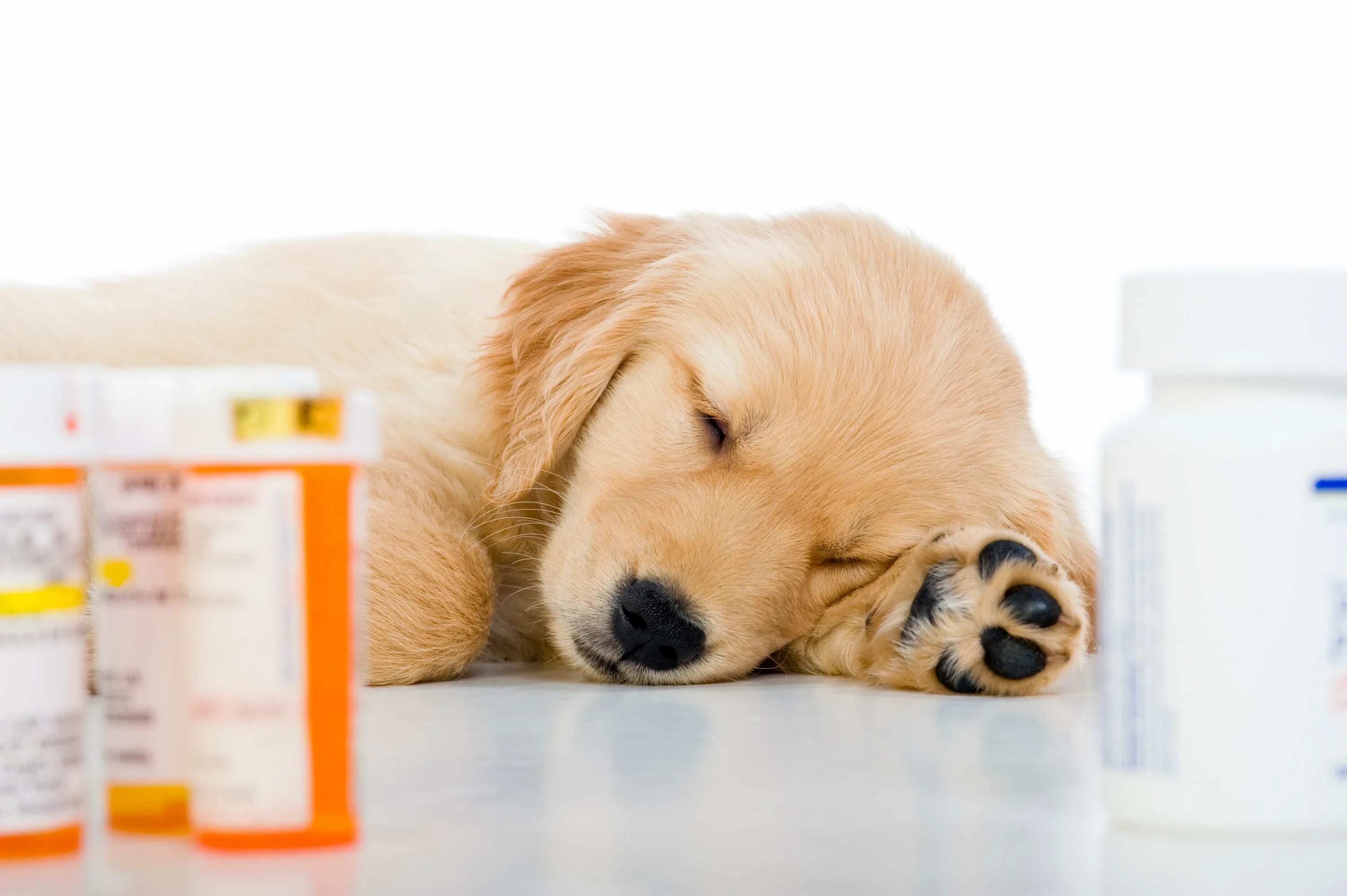 Лекарственное животное список. Лекарства для животных. Ветеринарные лекарственные препараты. Ветеринарные средства для собак. Животные с таблетками.