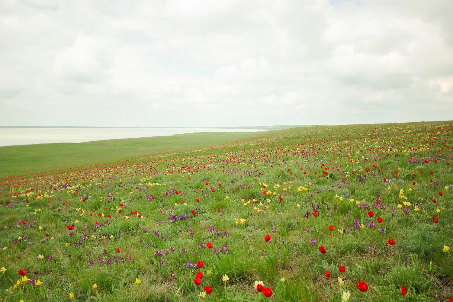 ковыль перистый (stipa pennata). флора монголии в степи. дивногорье ковыль цветет. флора монголии. ковыль в ростовской области.