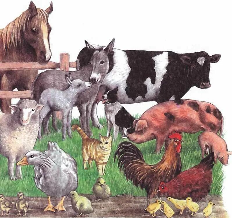 Домашние животные 6 класс. Домашние животные. Сельскохозяйственные животные. Домашние животные для детей. Домашние сельскохозяйственные животные.