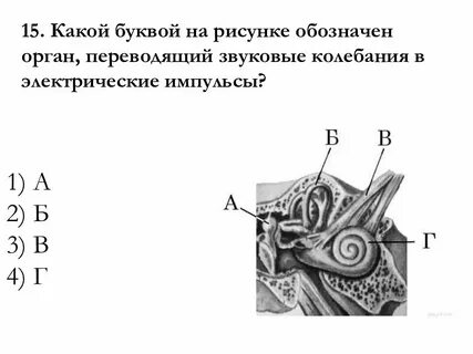 Слуховой анализатор презентация 8 класс биология пасечник
