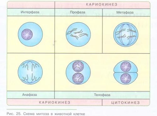 Таблица фазы митоза 9 класс биология. Таблица фазы митоза 9 класс биология