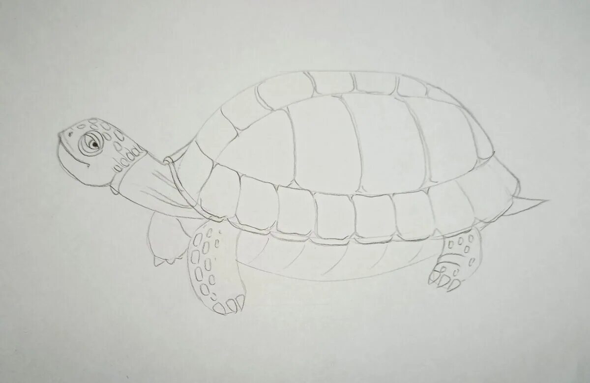 Рисование черепаха. Черепаха рисунок. Черепаха детский рисунок. Черепашка для рисования.