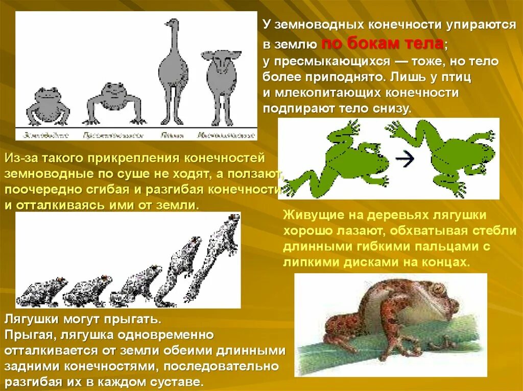 Строение конечностей и аллюры ди ких животных В основе изучения следовой деятель