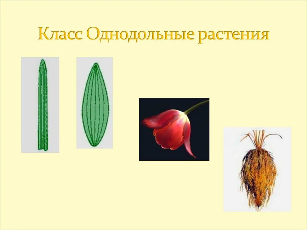 Представители однодольных. СЕМЕЙСТВАК однодольных растений. Семейство однодольных 10 класс. Однодольные — Liliopsida.