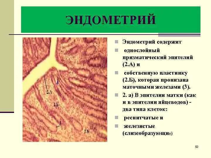 Строение эндометрия. Эпителий эндометрия матки. Строение эндометрия гистология.