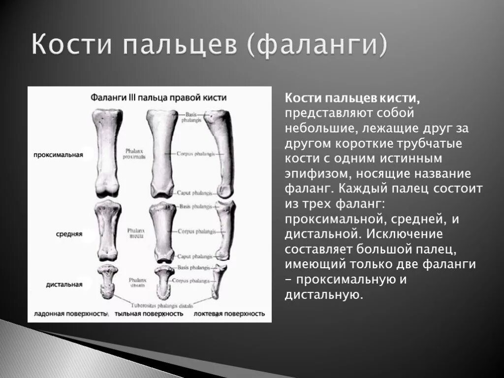 Фаланга кость
