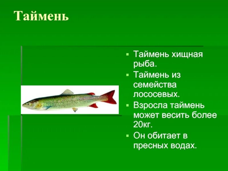Рыба Таймень красная книга. Сообщение о рыбе Таймень. Таймень рыба описание. Таймень красная книга краткое описание. Таймень красная книга