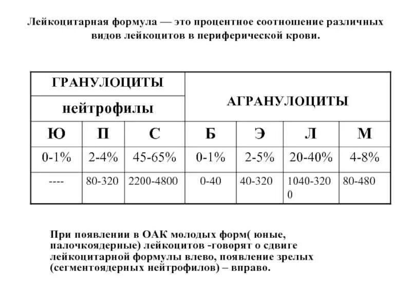 Лейкопения лейкоцитарная формула. Лейкоциты 4-5. Что показывает лейкоформула. Что показывает лейкоформула. Лейкоциты лейкоцитарная формула.