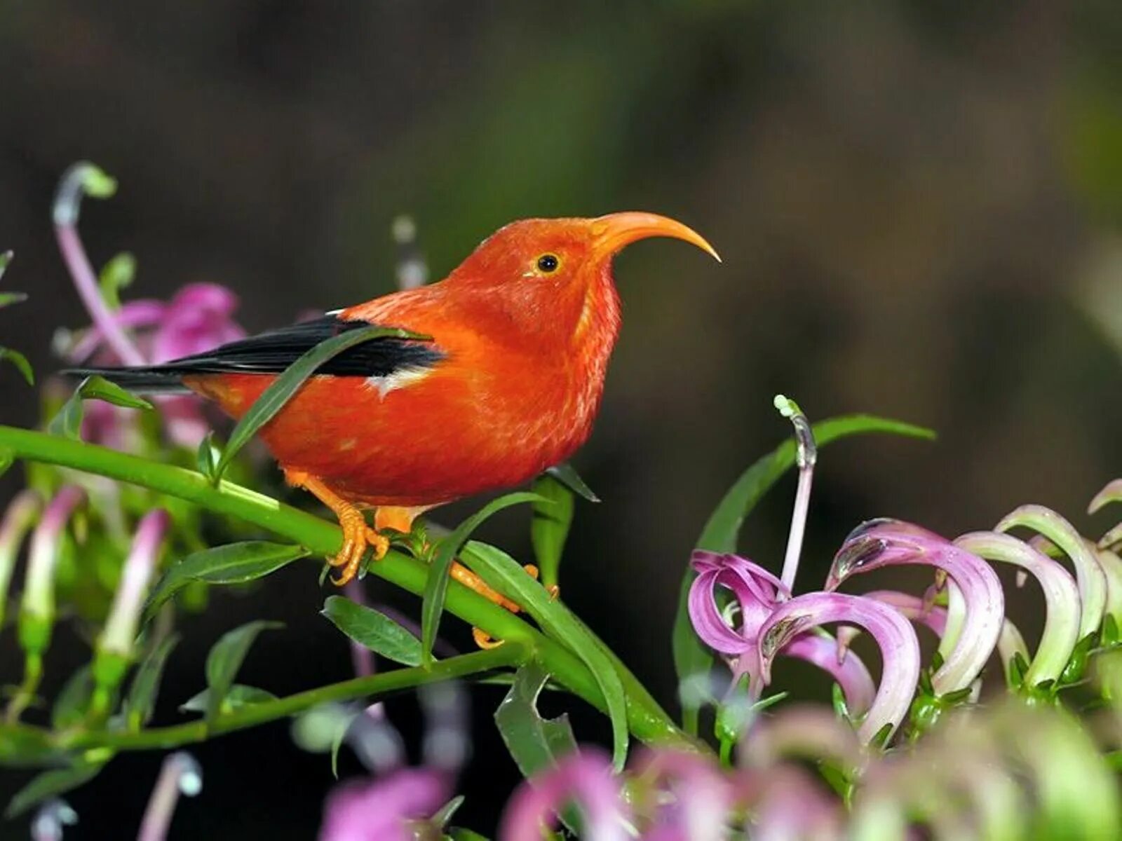 Calidris canutus. Желтозобик кулик. Гавайская цветочница птица. Птицы фото. Тропический зимородок.