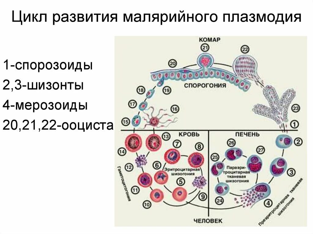 Малярийный плазмодий в кишечнике. Фазы развития малярийного плазмодия. Стадии развития малярийного плазмодия в организме человека. Жизненный цикл малярийного плазмодия Vivax. Цикле развития малярийного плазмодия.