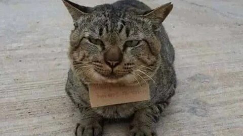 Кот вернулся домой