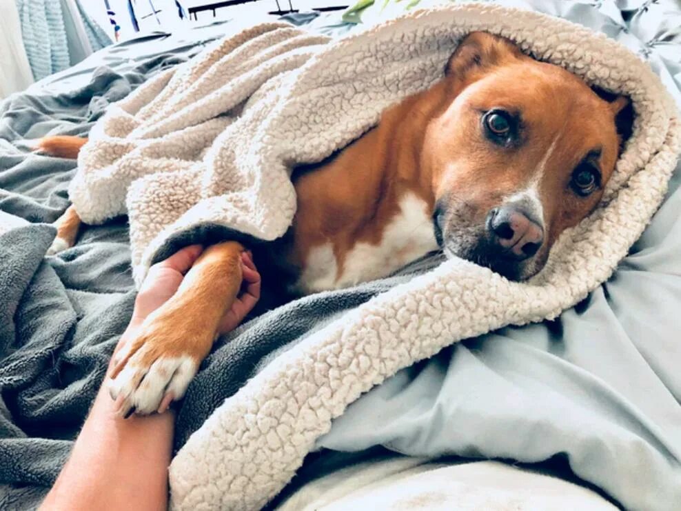Почему собака любит спать. Dog in Blanket. Dog Blanket. Каких собак советуются завести. Huddled in his Blankets.