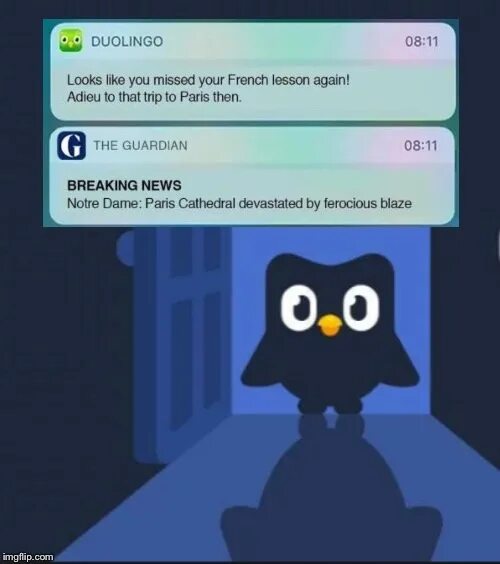 Duolingo Сова злая. Совенок Duolingo. Птичка Дуолинго. Duolingo мемы. Lily duolingo r34
